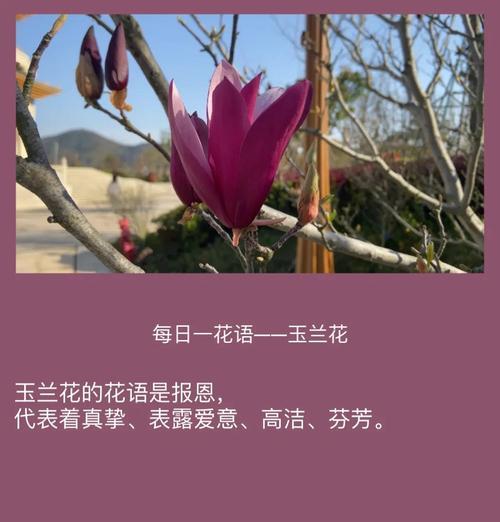 男士表达爱意的花语有哪些？
