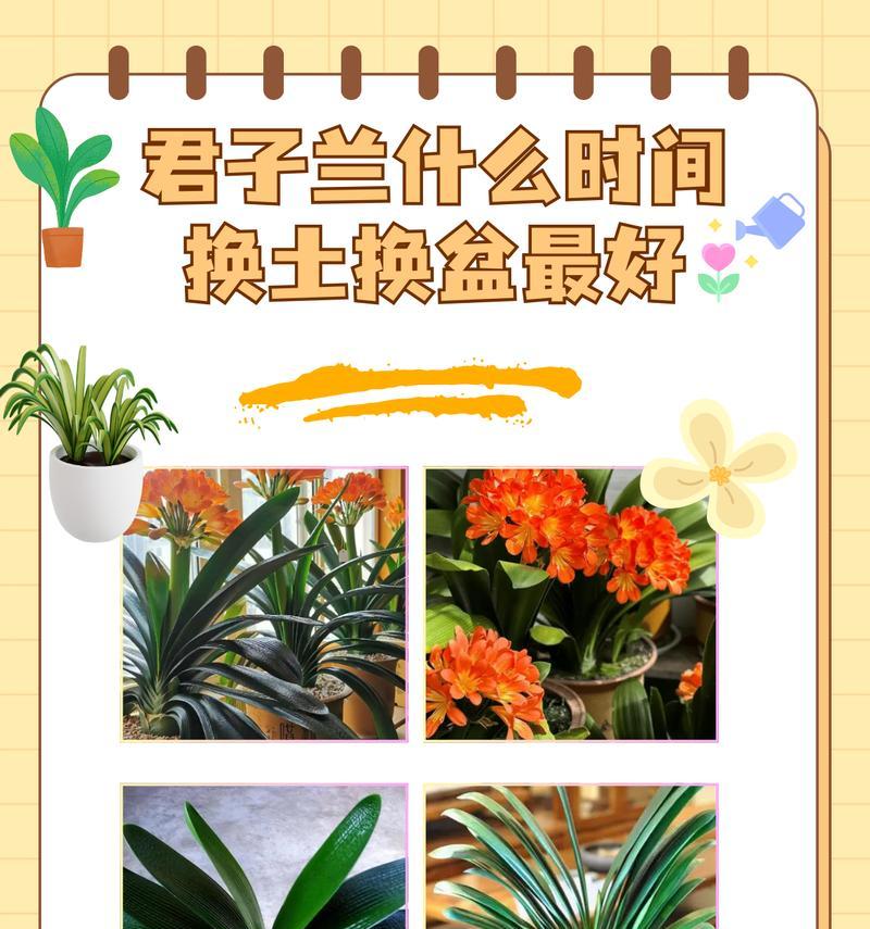 君子兰春季浇水的最佳时机是什么时候？