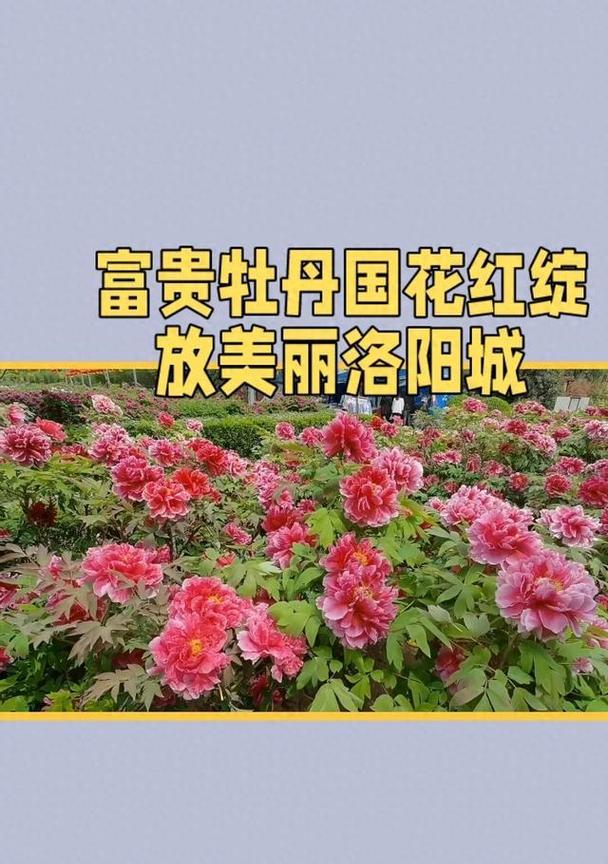 8月份牡丹花的养护要点是什么？如何确保秋季花朵盛开？