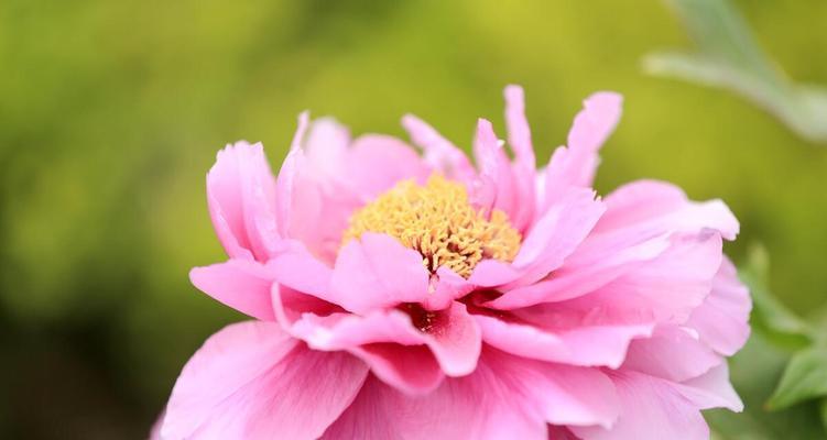 8月份牡丹花的养护要点是什么？如何确保秋季花朵盛开？