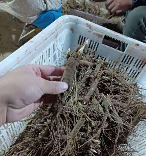 牡丹花嫁接苗种植需要注意什么？