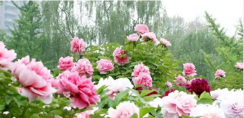 牡丹花嫁接苗种植需要注意什么？