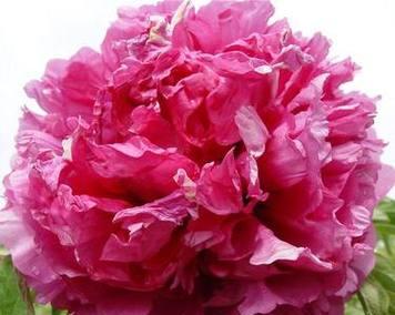 牡丹花嫁接苗种植需要注意什么？