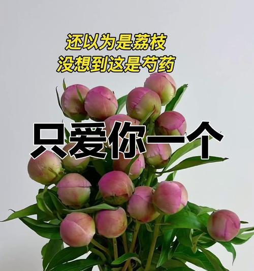 芍药花语的真正含义是什么？为何人们常误解？