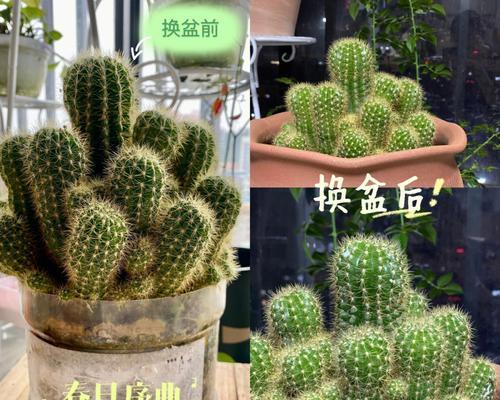 哪些仙人球品种最具有保值价值？