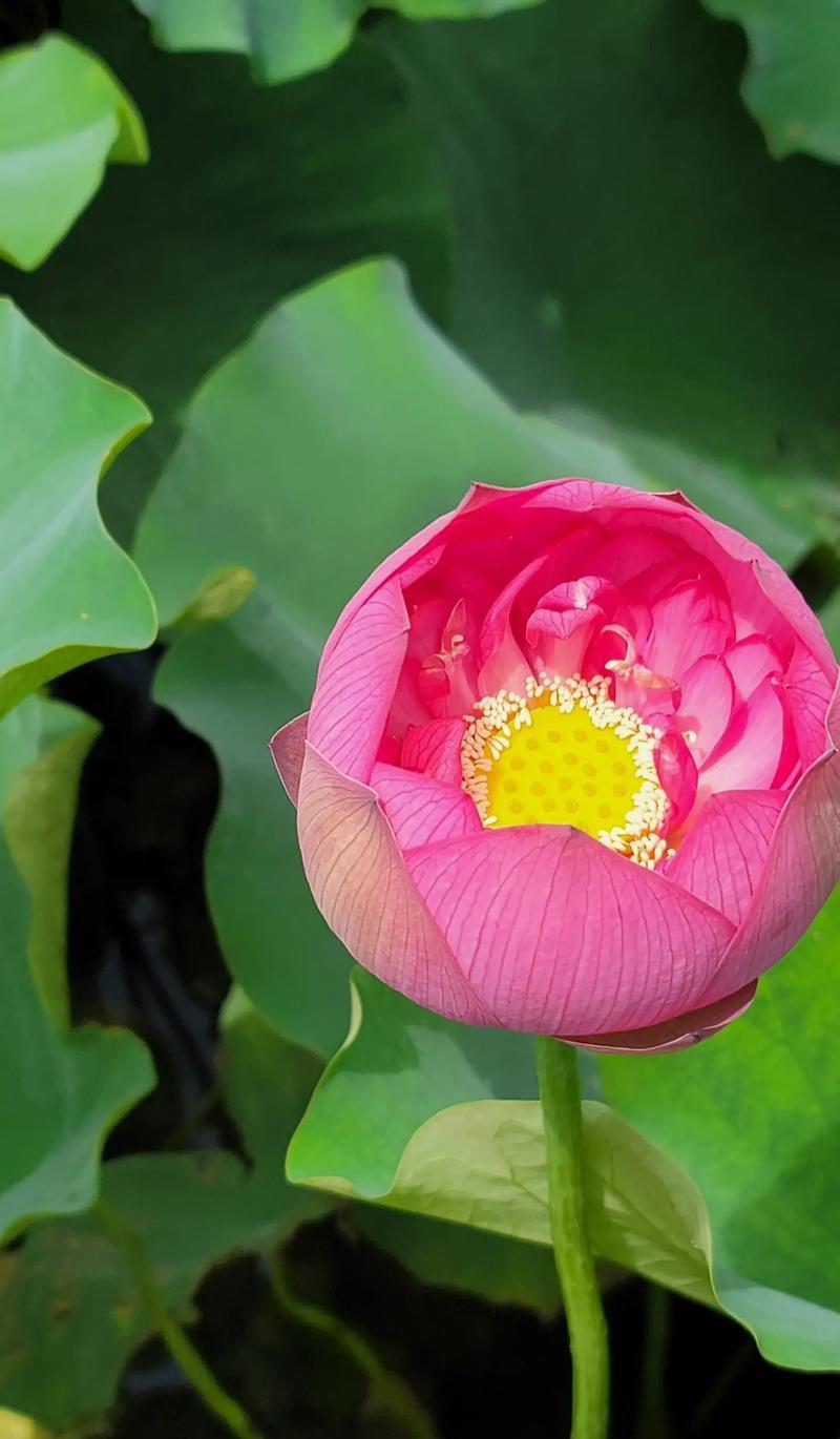 哪种花的花语象征孤独？