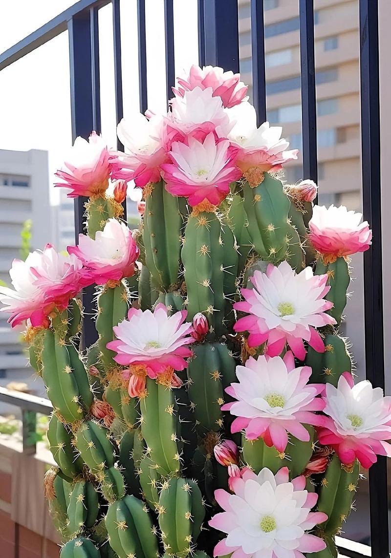 哪种花的花语象征孤独？