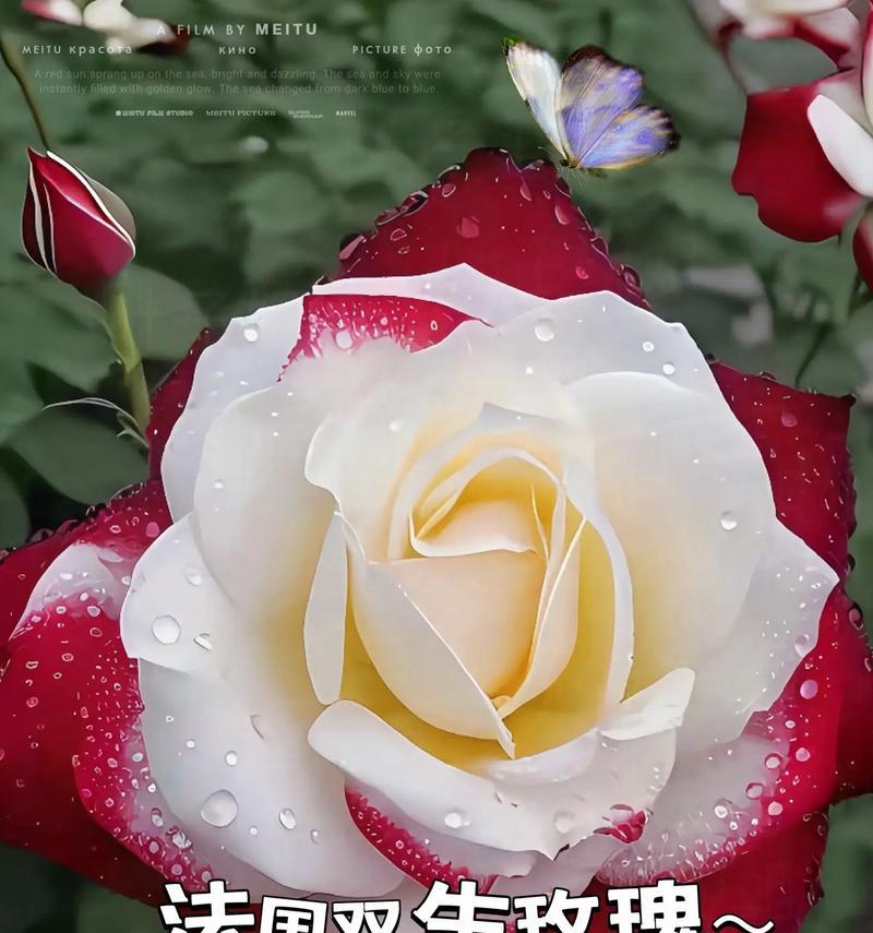 玫瑰花的花语永不过时指的是什么？玫瑰花的永恒意义是什么？