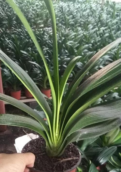 君子兰豆芽苗移栽时应注意哪些问题？
