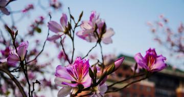 花语的敷衍日常是什么含义？它表达了什么？