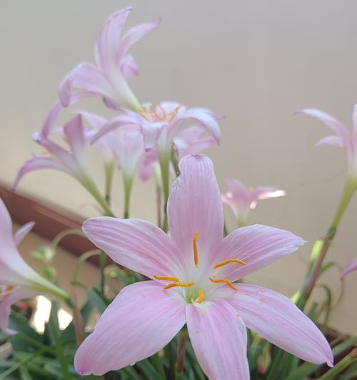 彩虹花语代表了什么？它有哪些美好的寓意？
