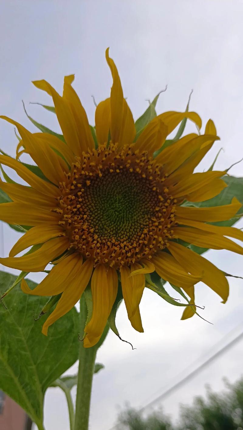向日葵的花语代表友谊吗？它的寓意是什么？