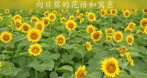 向日葵的花语代表友谊吗？它的寓意是什么？