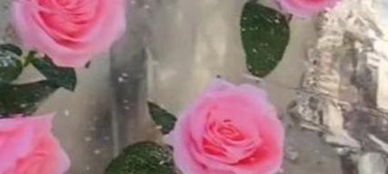 蓝冰玫瑰的花语是什么？蓝冰玫瑰象征着什么？