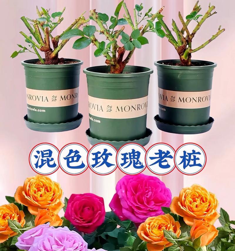 身上带的玫瑰花代表什么？不同颜色玫瑰花的含义是什么？