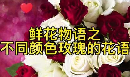 身上带的玫瑰花代表什么？不同颜色玫瑰花的含义是什么？