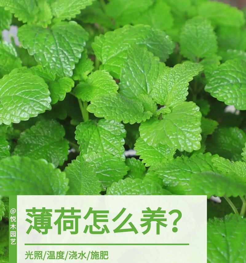 薄荷的搞怪花语是什么意思？它代表了哪种幽默感？