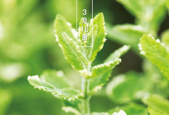 薄荷的搞怪花语是什么意思？它代表了哪种幽默感？