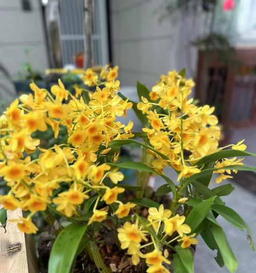 兰花蓝宝石的花语和寓意有何深意？