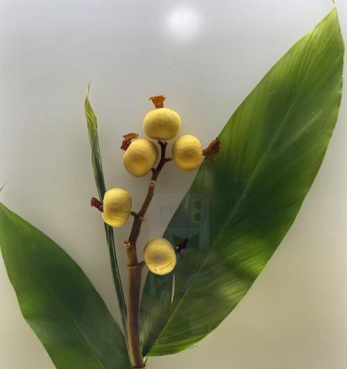 兰花蓝宝石的花语和寓意有何深意？