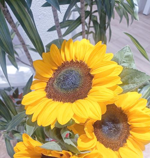 太阳花语代表什么？太阳花的寓意是什么？
