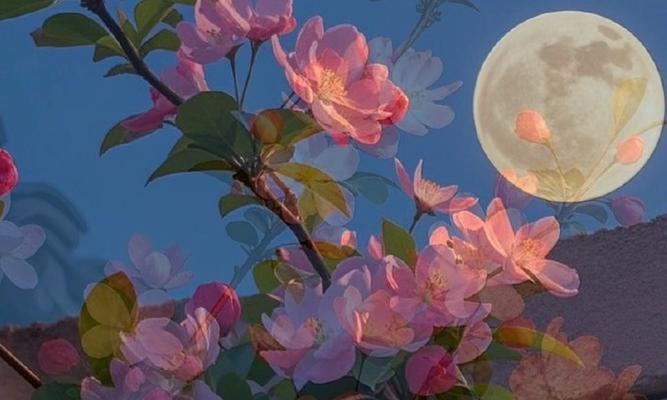 海棠未眠的花语代表什么？