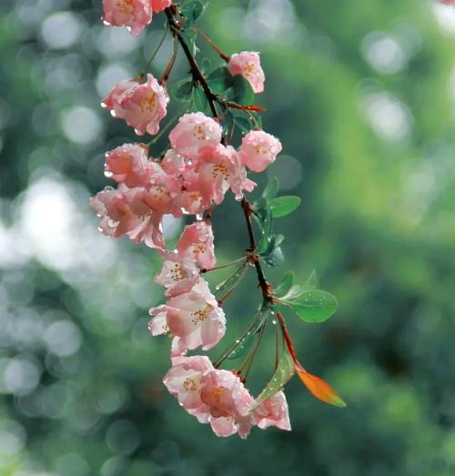 海棠未眠的花语代表什么？
