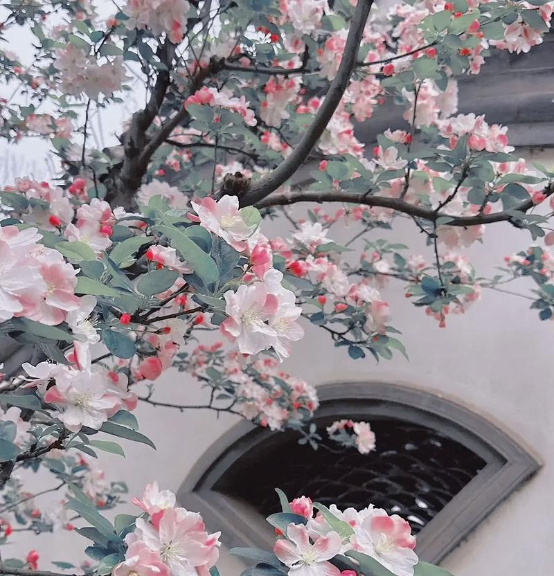 海棠未眠的花语代表什么？