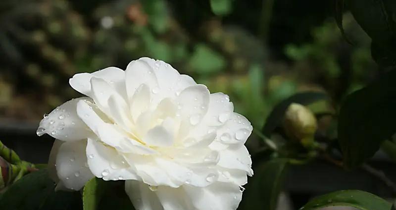 什么花是花语是缄默？白山茶花象征什么花语？