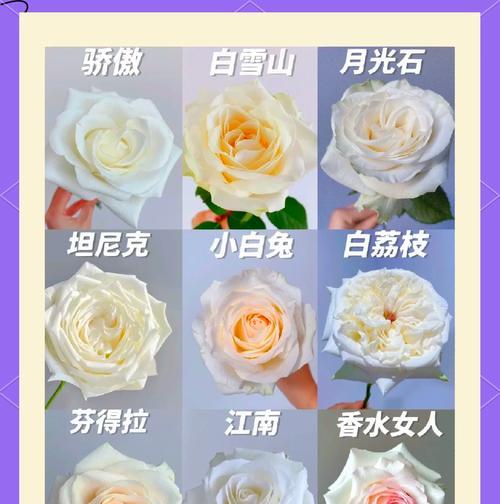 红玫瑰花语为何被视为祸害？