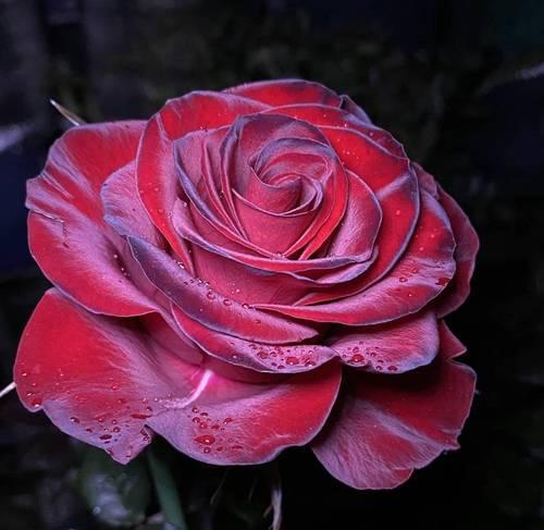 红玫瑰花语为何被视为祸害？