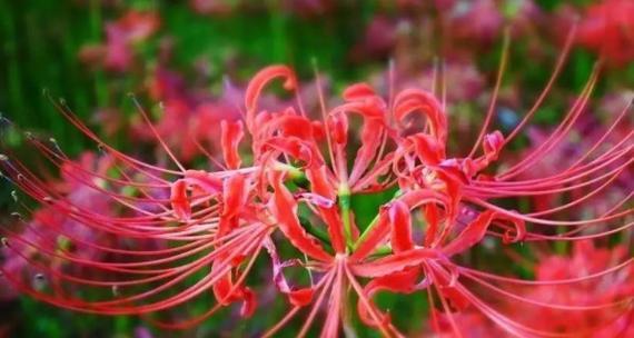 红色昙花的花语是什么？有何特殊含义？