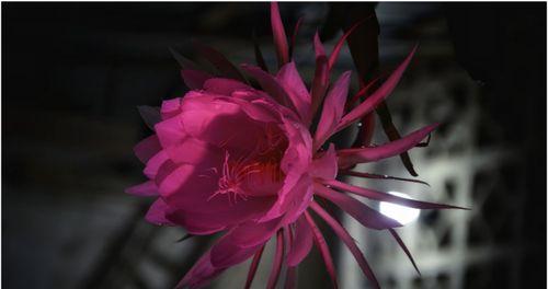 红色昙花的花语是什么？有何特殊含义？