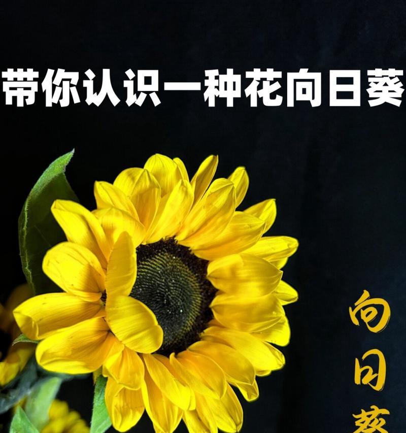向日葵花语的原创者是谁？