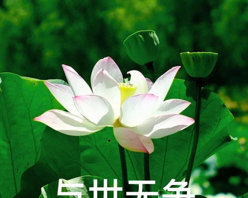 道具荷花的花语代表了什么？