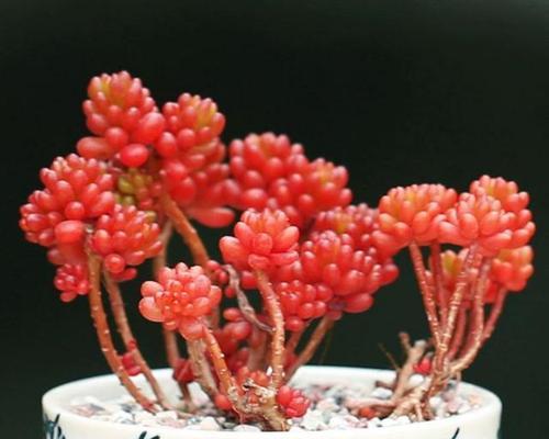 多肉植物花语大全有哪些？它们的寓意分别是什么？