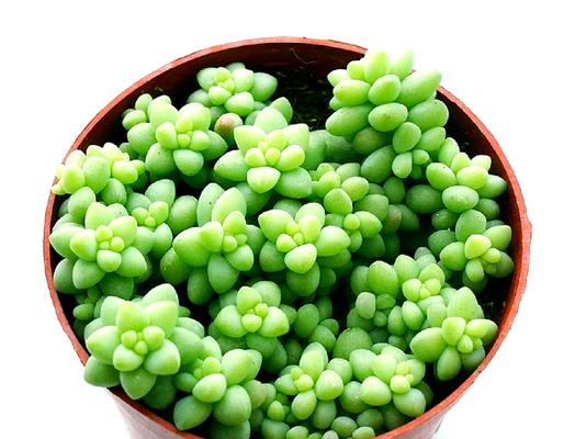 多肉植物花语大全有哪些？它们的寓意分别是什么？