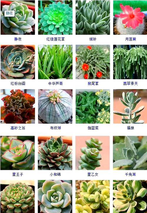多肉植物花语大全有哪些？它们的寓意分别是什么？