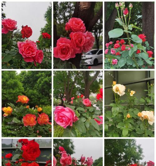 月季花的花语特点有哪些？