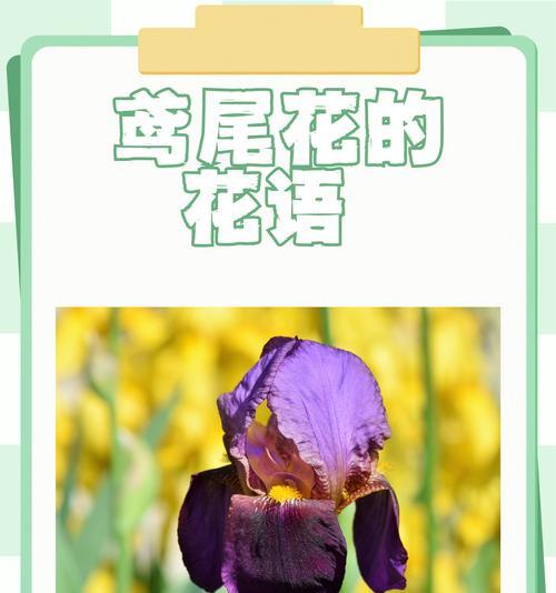 送朋友什么花最合适？花语中表达了哪些友情的含义？