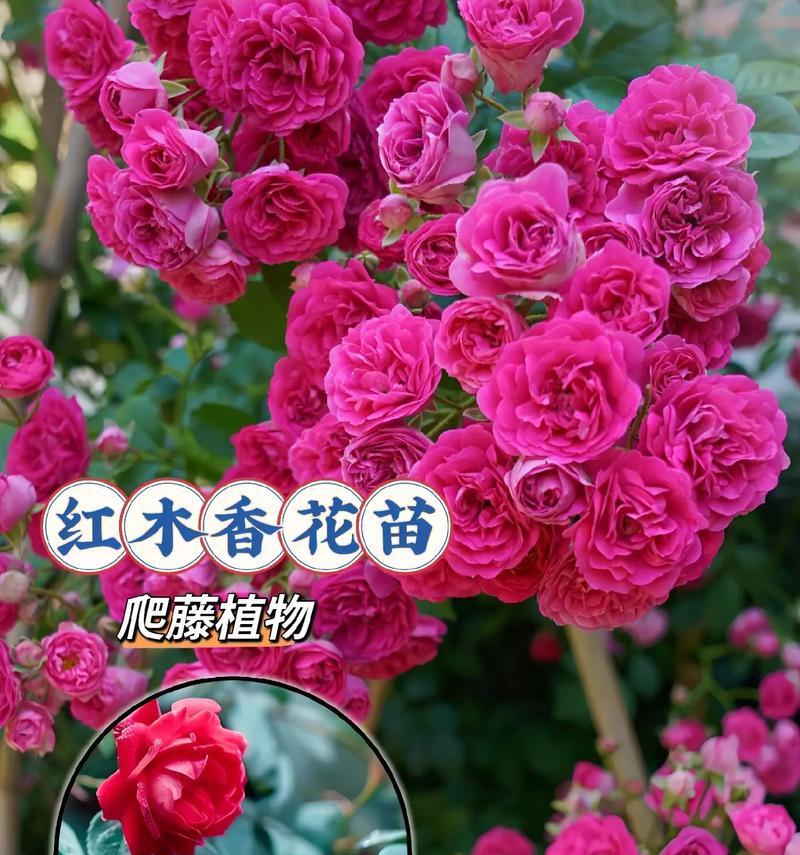 送朋友什么花最合适？花语中表达了哪些友情的含义？