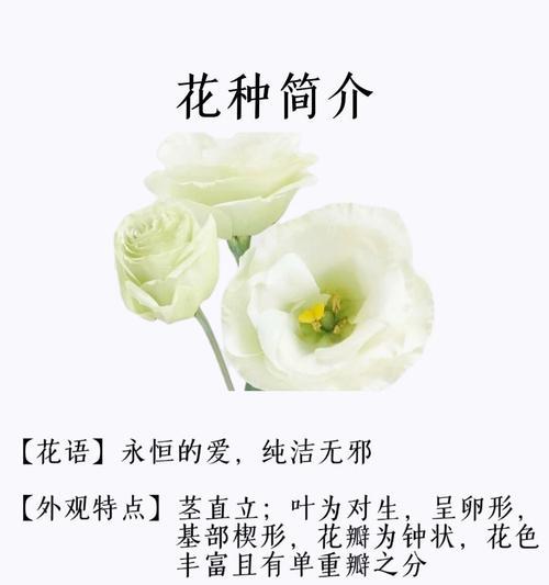 网络用语中小怜花语具体指什么？