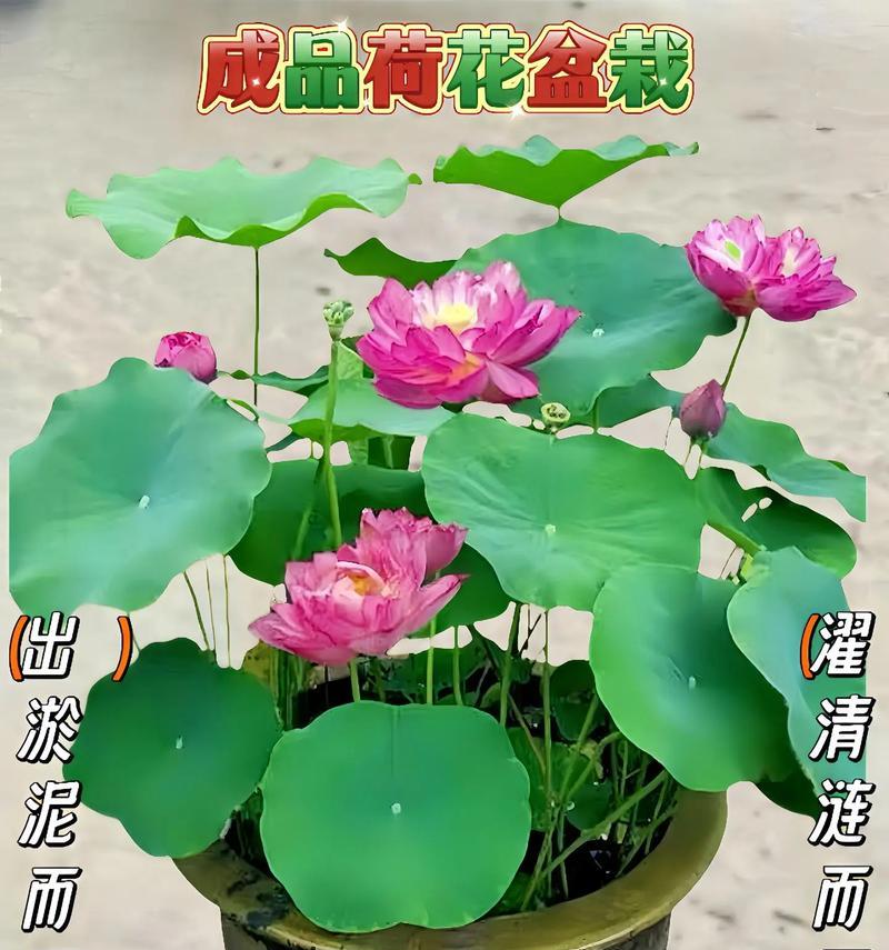 荷塘花语四新店开业时间是什么时候？新店开业有哪些优惠活动？