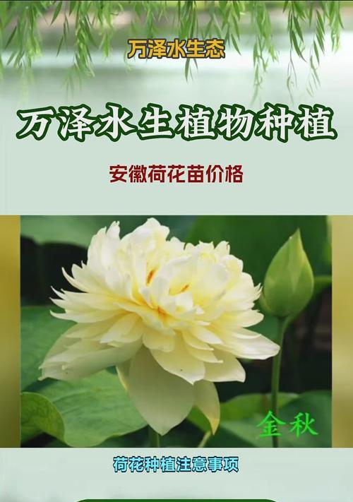 荷塘花语四新店开业时间是什么时候？新店开业有哪些优惠活动？