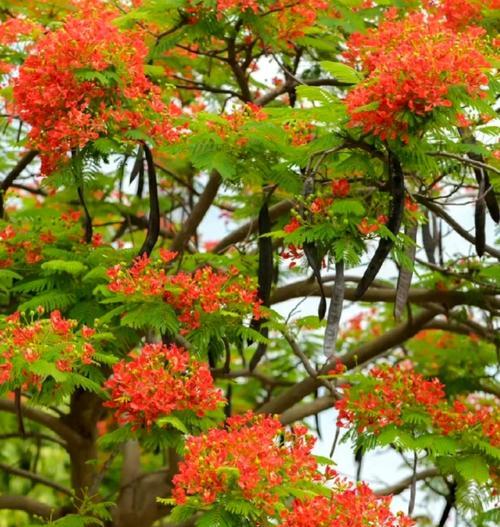 凤凰花开放时的花语有何特别之处？它传递了什么信息？