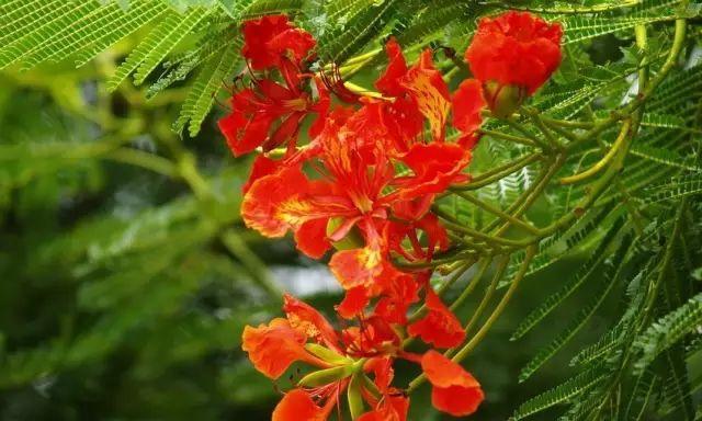 凤凰花开放时的花语有何特别之处？它传递了什么信息？