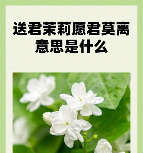 茉莉茶叶的花语代表什么？如何解读茉莉花的含义？