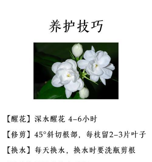 茉莉茶叶的花语代表什么？如何解读茉莉花的含义？