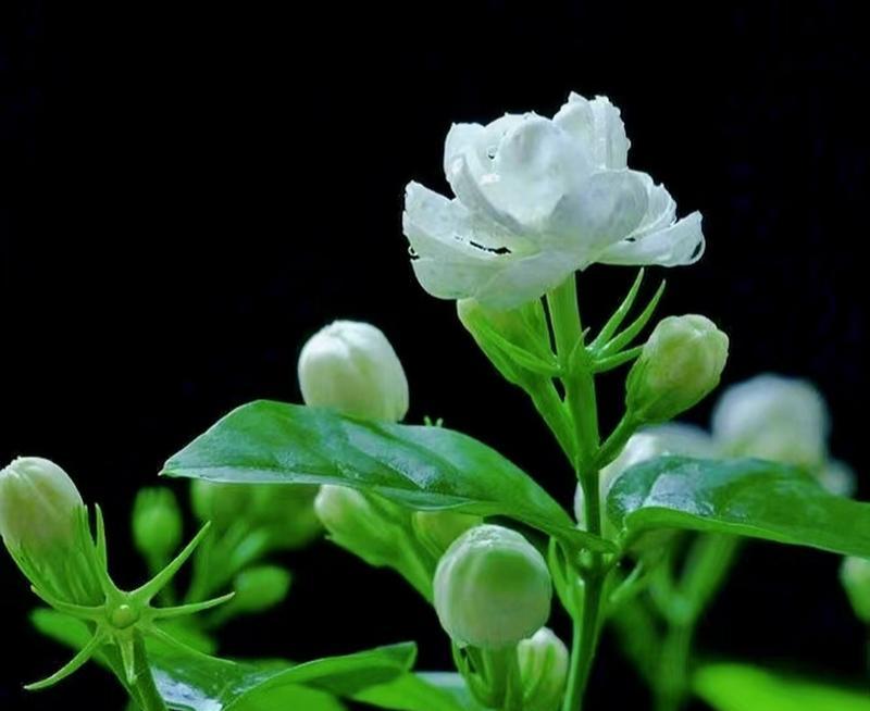 茉莉茶叶的花语代表什么？如何解读茉莉花的含义？