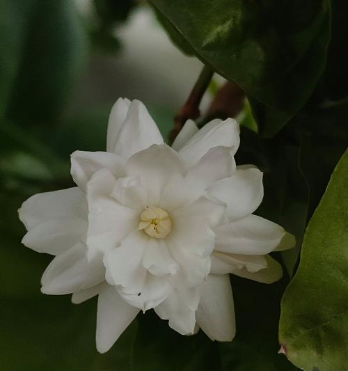 茉莉花的花语梗有何深意？